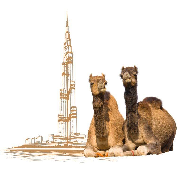 Burj Khalifa Camels